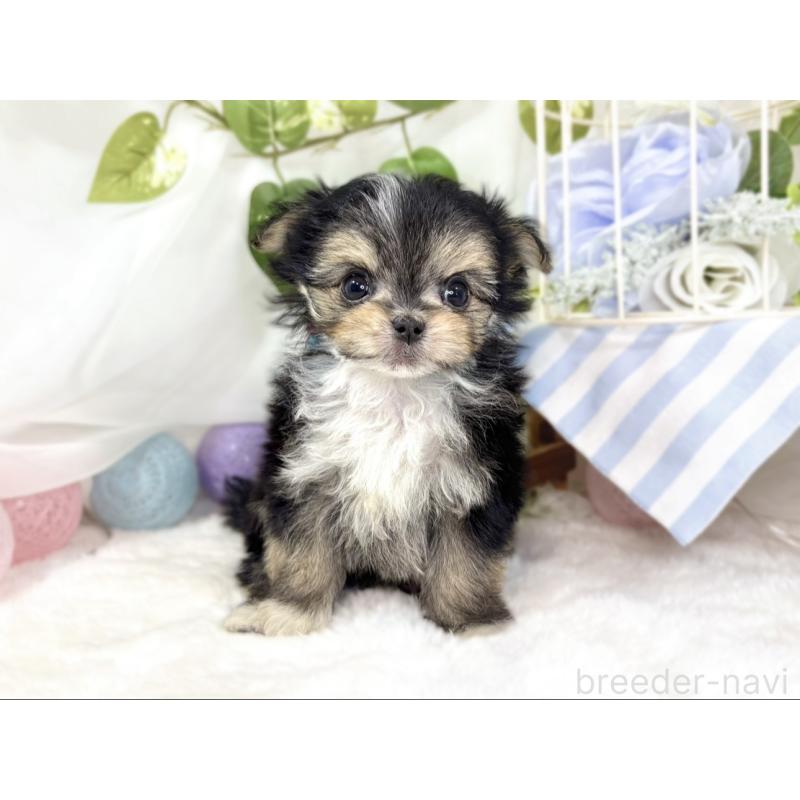 成約済の滋賀県のチワマル:チワワ×マルチーズ-436507の4枚目