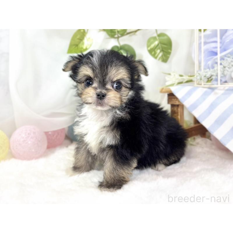 成約済の滋賀県のチワマル:チワワ×マルチーズ-436507の2枚目