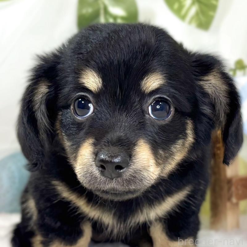 販売中の滋賀県のチワックス:チワワ×ミニチュアダックスフンド-436508