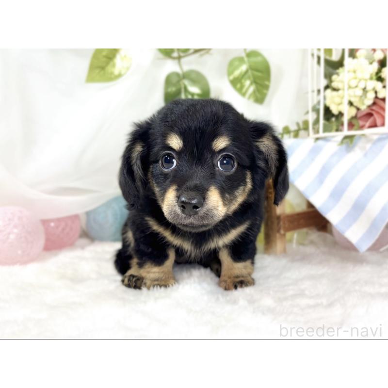 成約済の滋賀県のチワックス:チワワ×ミニチュアダックスフンド-436508の4枚目