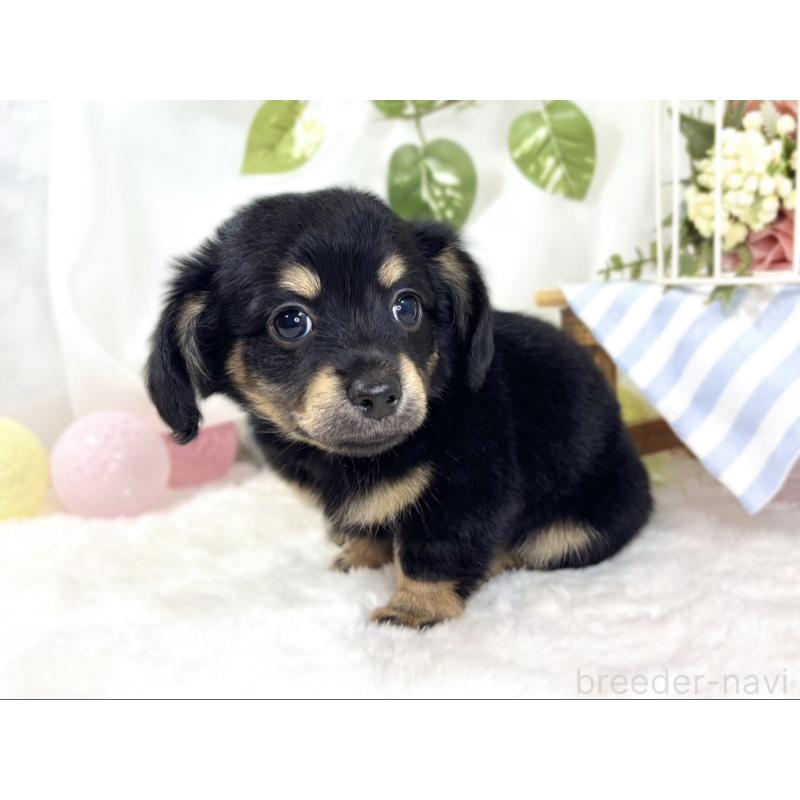 成約済の滋賀県のチワックス:チワワ×ミニチュアダックスフンド-436508の2枚目