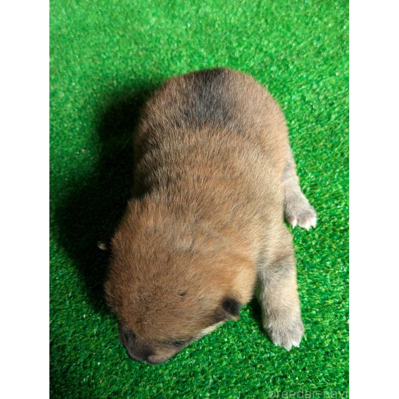 販売中の鹿児島県の豆柴-438248の5枚目