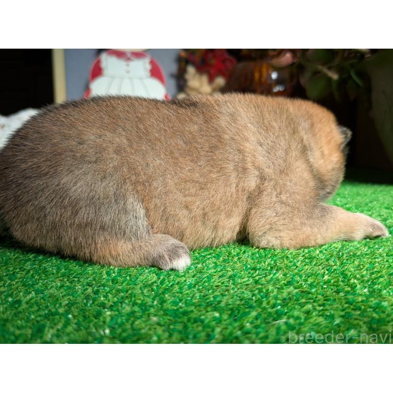 販売中の鹿児島県の豆柴-438248の4枚目