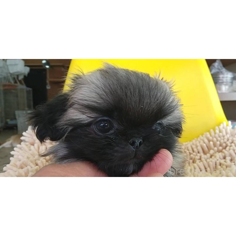 販売中の愛知県のペキニーズ-434443