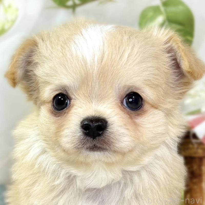 成約済ののチワワ(ロングコート)-436522