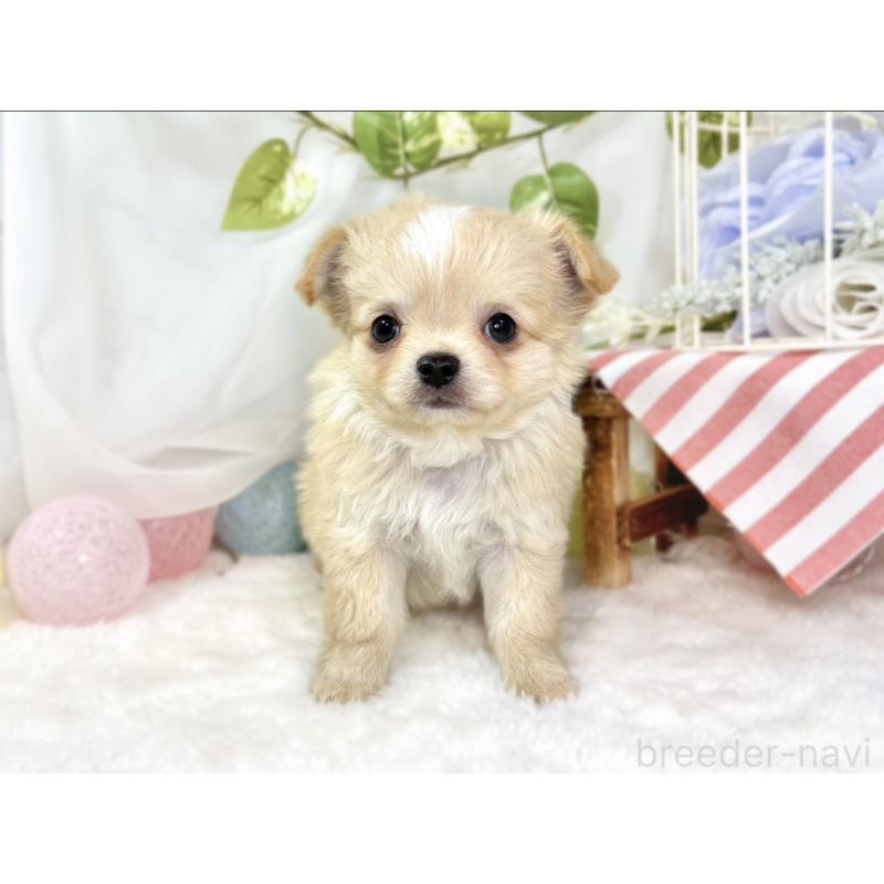 成約済の滋賀県のチワワ(ロングコート)-436522の4枚目