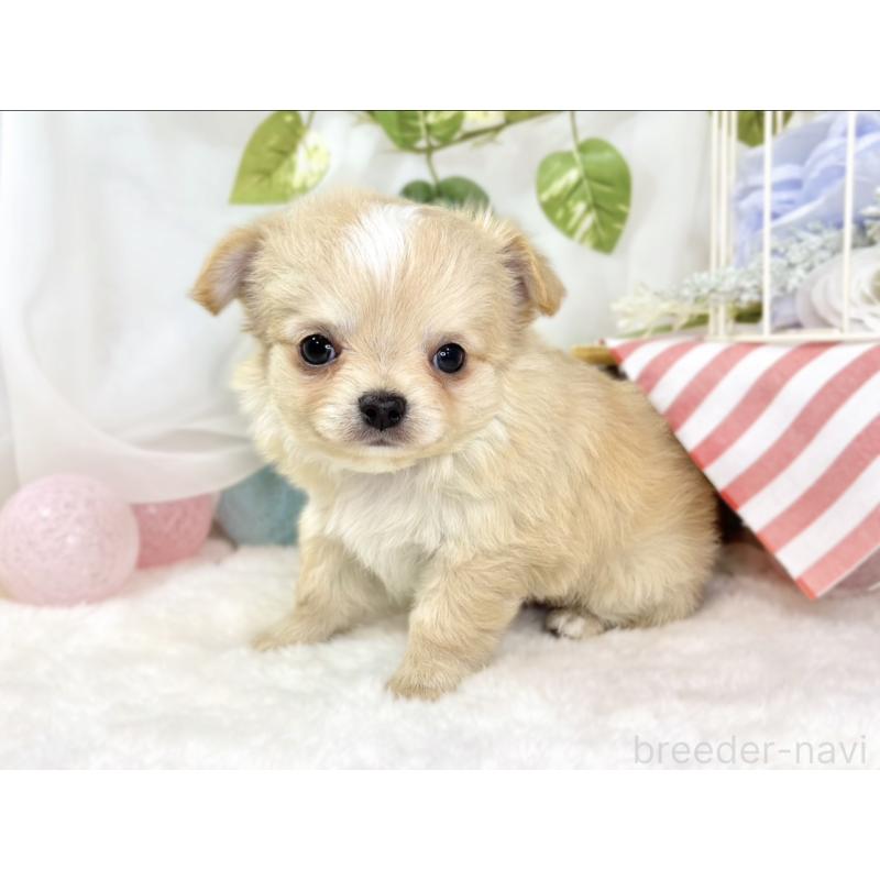 成約済の滋賀県のチワワ(ロングコート)-436522の3枚目