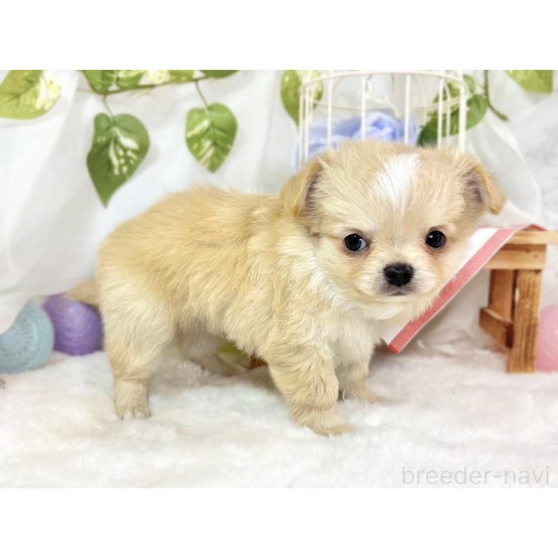 成約済の滋賀県のチワワ(ロングコート)-436522の2枚目