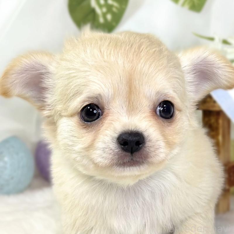 販売中の滋賀県のチワワ(ロングコート)-436523