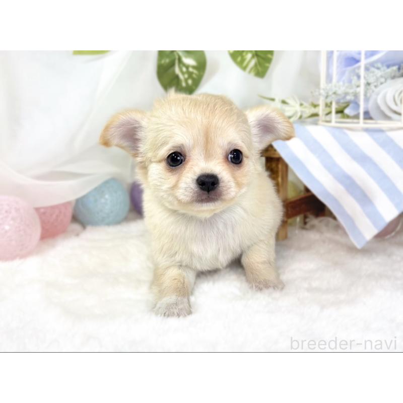 成約済の滋賀県のチワワ(ロングコート)-436523の4枚目