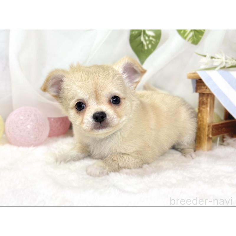 成約済の滋賀県のチワワ(ロングコート)-436523の3枚目