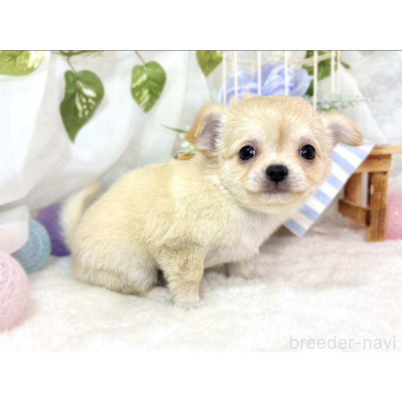 成約済の滋賀県のチワワ(ロングコート)-436523の2枚目