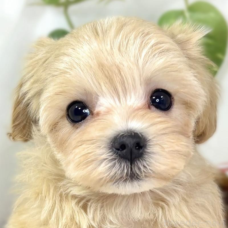 成約済ののマルプー:マルチーズ×トイプードル-436520