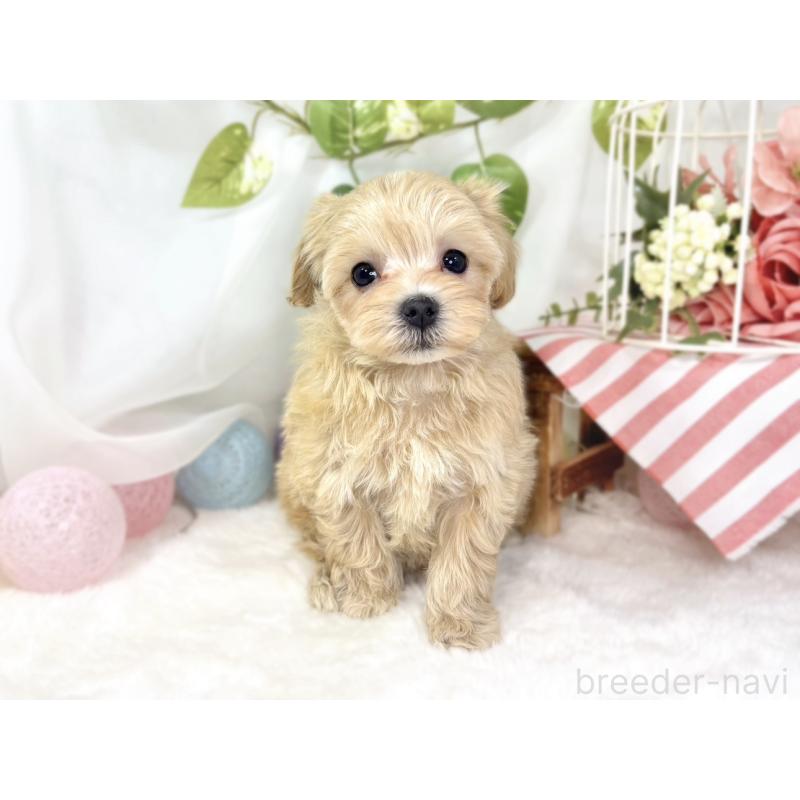 成約済の滋賀県のマルプー:マルチーズ×トイプードル-436520の4枚目