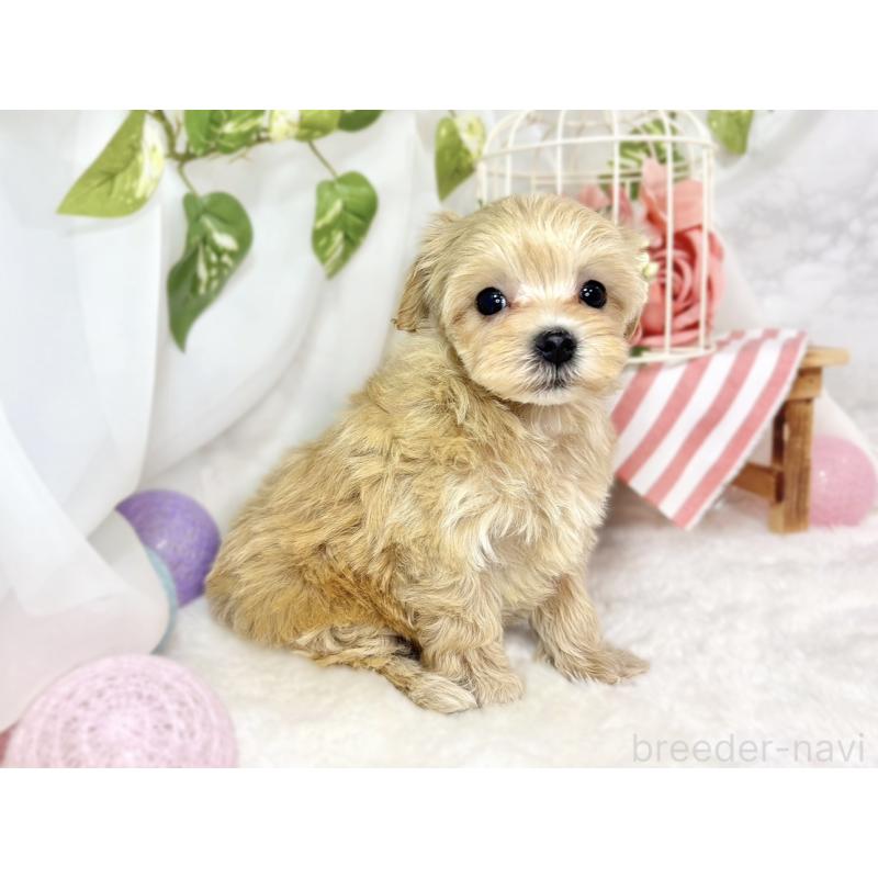 成約済の滋賀県のマルプー:マルチーズ×トイプードル-436520の3枚目