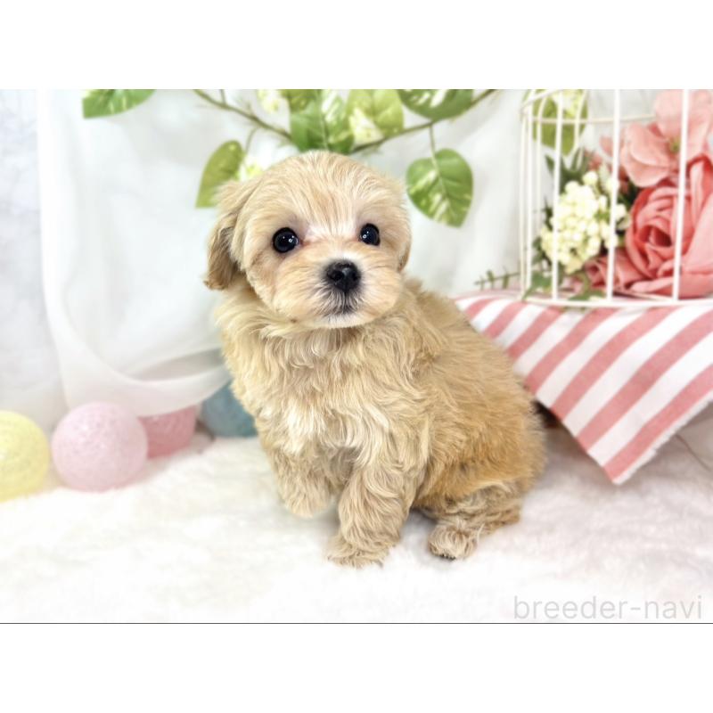 成約済の滋賀県のマルプー:マルチーズ×トイプードル-436520の2枚目