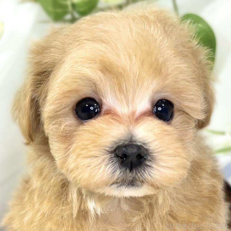 成約済の滋賀県のマルプー:マルチーズ×トイプードル-436521の1枚目