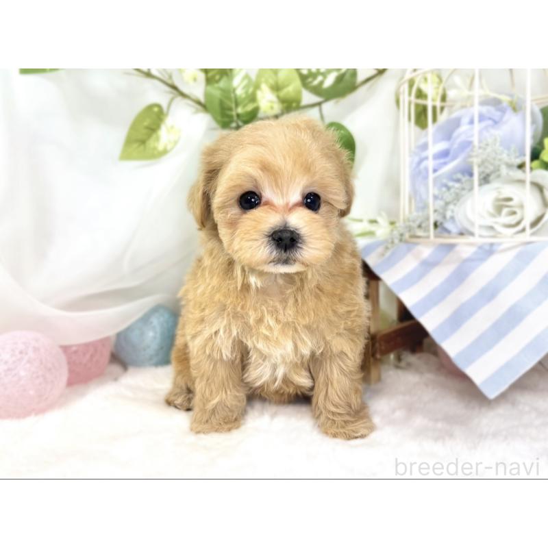 成約済の滋賀県のマルプー:マルチーズ×トイプードル-436521の4枚目