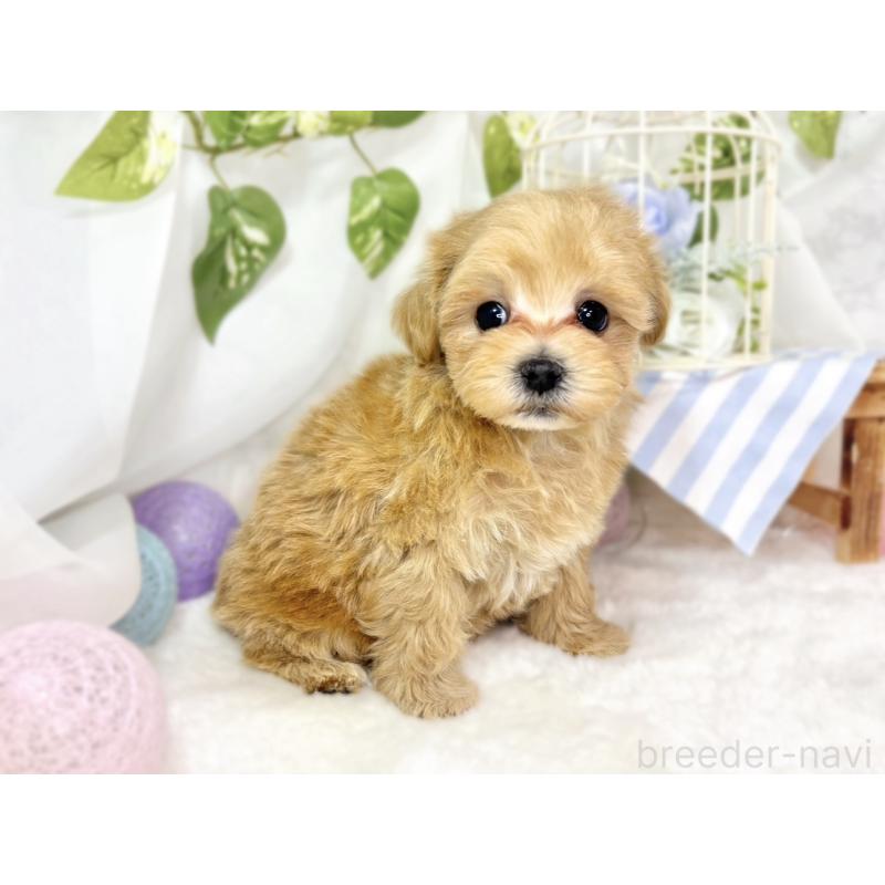 成約済の滋賀県のマルプー:マルチーズ×トイプードル-436521の3枚目