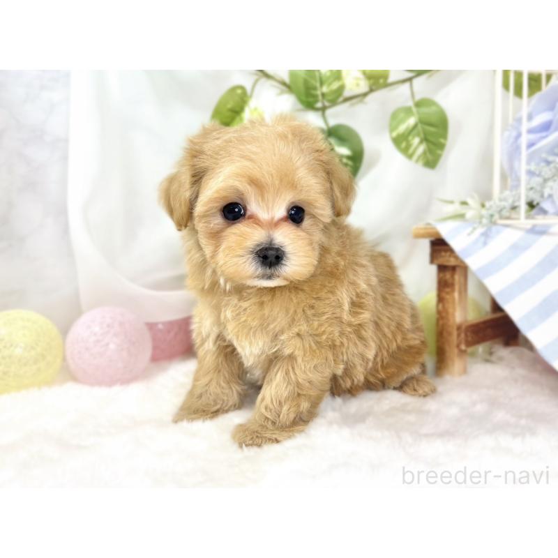 成約済の滋賀県のマルプー:マルチーズ×トイプードル-436521の2枚目