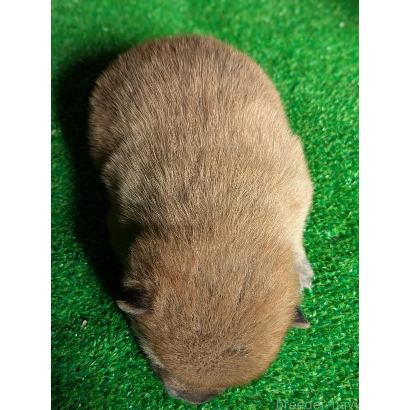 販売中の鹿児島県の豆柴-438250の6枚目