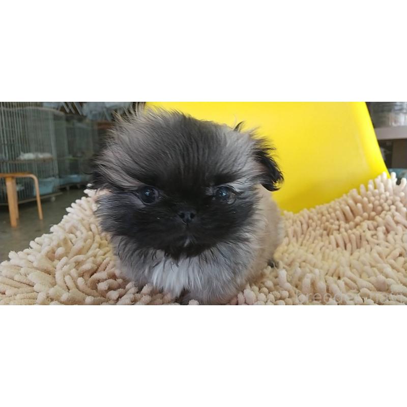 販売中の愛知県のペキニーズ-434442