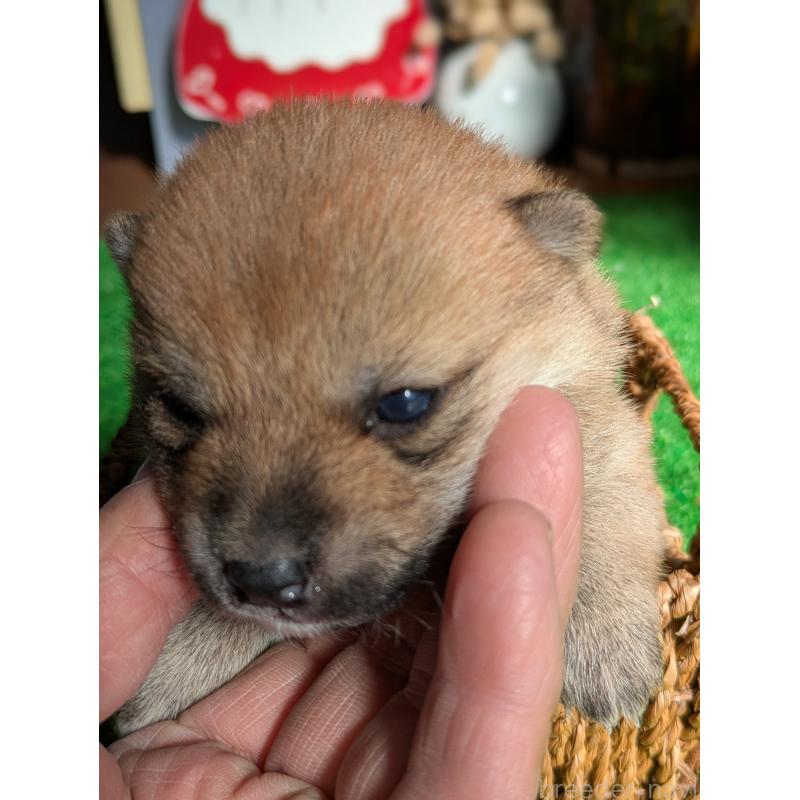 販売中の鹿児島県の豆柴-438250の5枚目