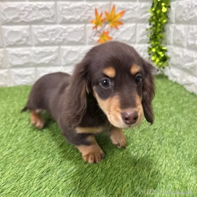 販売中の愛知県のミニチュアダックスフンド(ロングヘアード)-427716