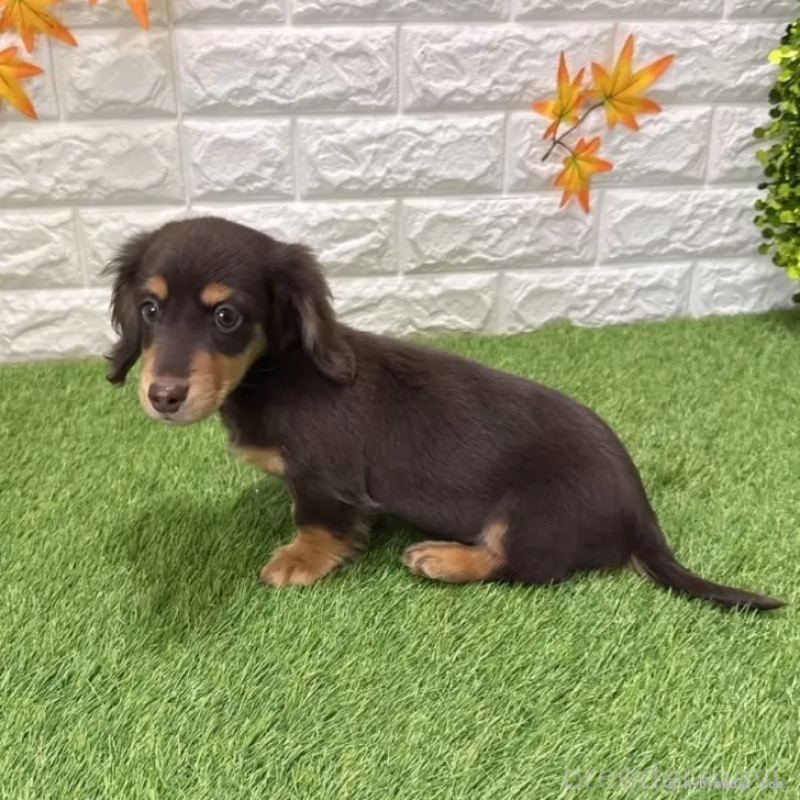 販売中の愛知県のミニチュアダックスフンド(ロングヘアード)-427716の5枚目