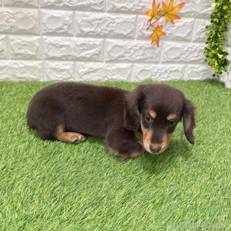 販売中の愛知県のミニチュアダックスフンド(ロングヘアード)-427716の4枚目