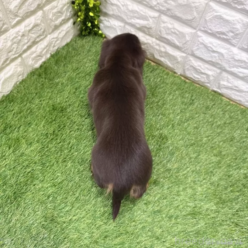 販売中の愛知県のミニチュアダックスフンド(ロングヘアード)-427716の2枚目