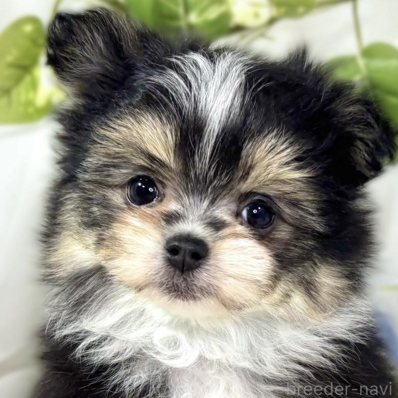 成約済ののポメマル:ポメラニアン×マルチーズ-436517