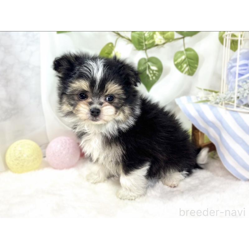 成約済の滋賀県のポメマル:ポメラニアン×マルチーズ-436517の3枚目