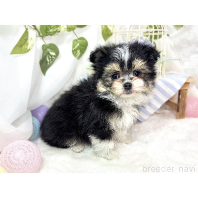 成約済の滋賀県のポメマル:ポメラニアン×マルチーズ-436517の2枚目