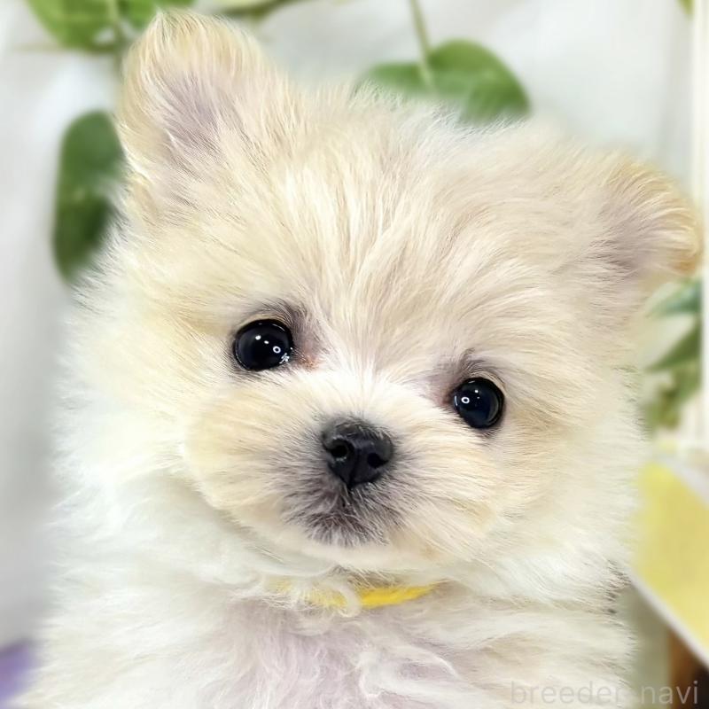 販売中の滋賀県のポメマル:ポメラニアン×マルチーズ-436519