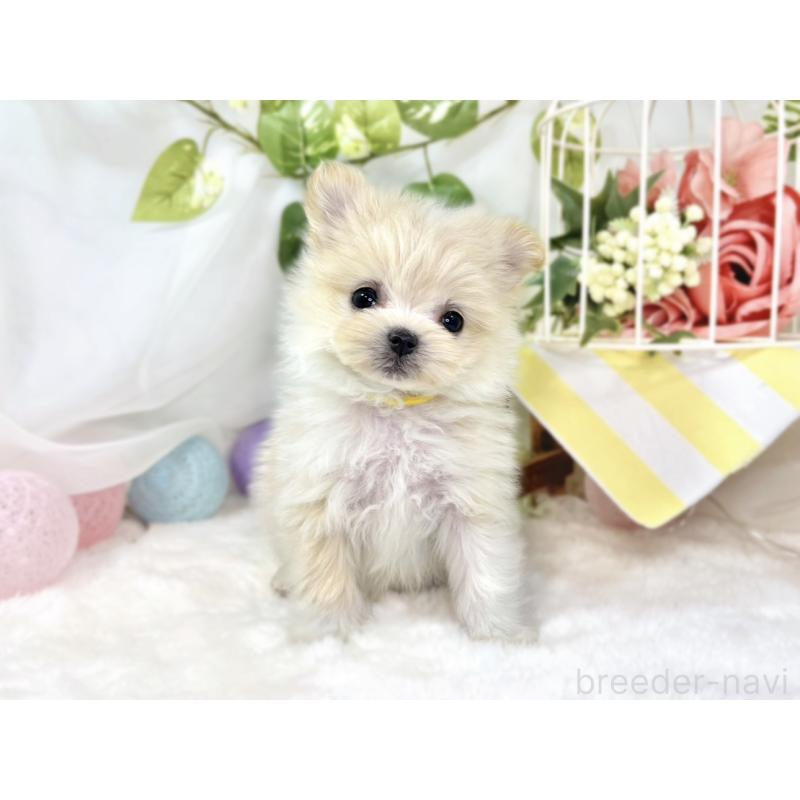 成約済の滋賀県のポメマル:ポメラニアン×マルチーズ-436519の4枚目