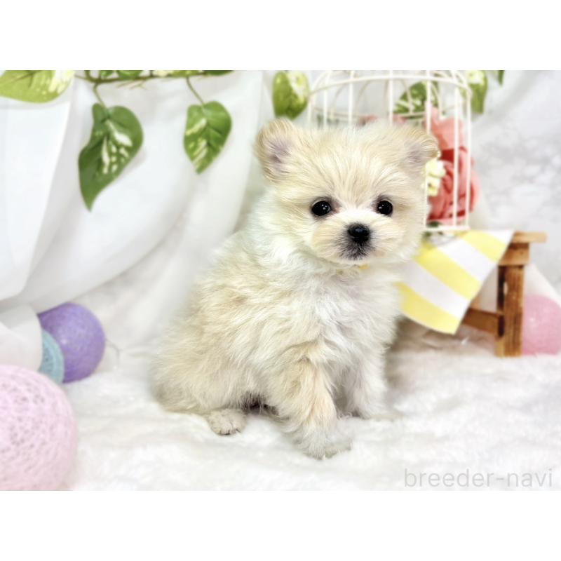 成約済の滋賀県のポメマル:ポメラニアン×マルチーズ-436519の3枚目