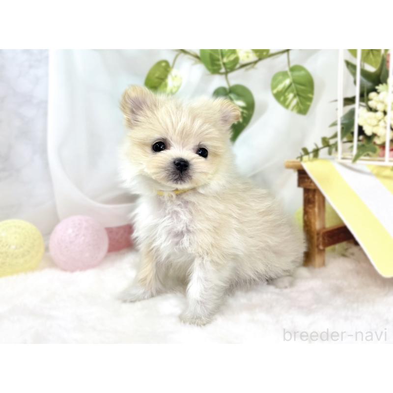 成約済の滋賀県のポメマル:ポメラニアン×マルチーズ-436519の2枚目
