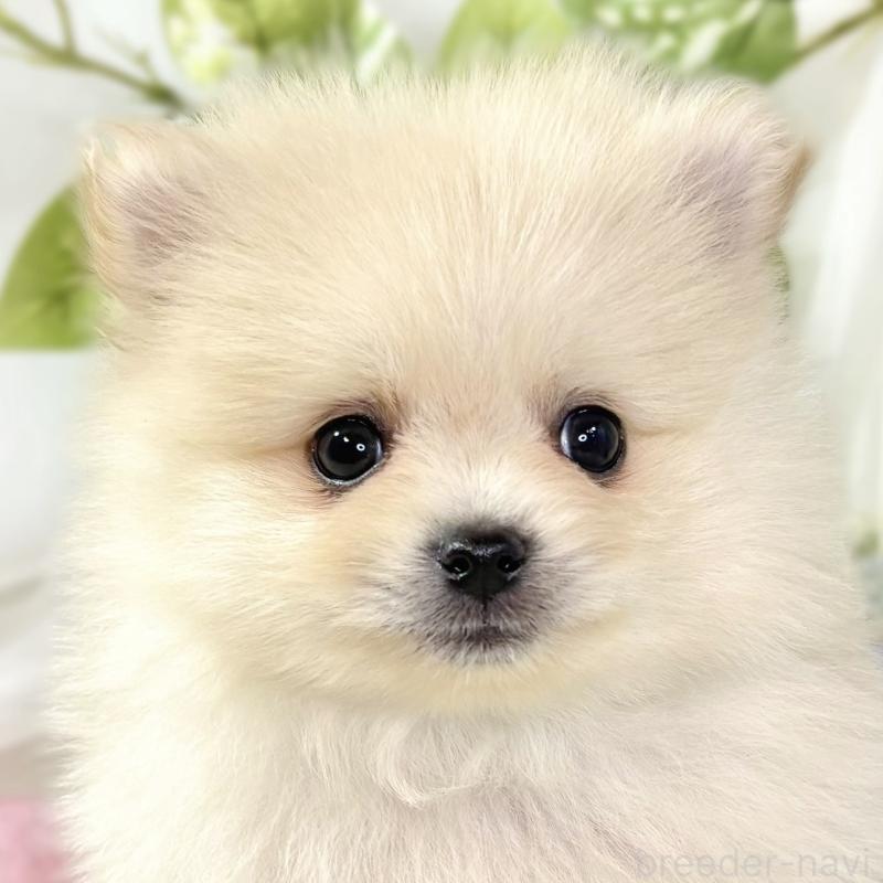 成約済ののポメラニアン-436525