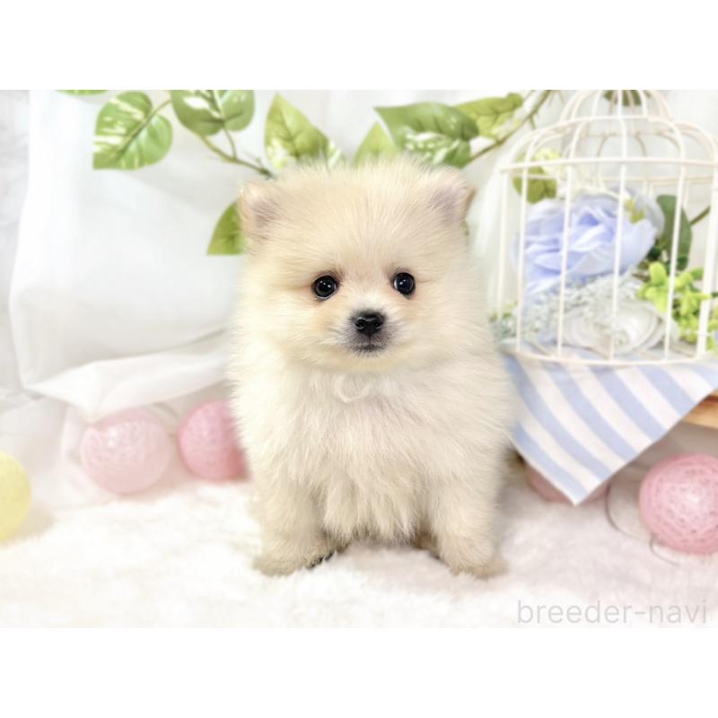 成約済の滋賀県のポメラニアン-436525の4枚目