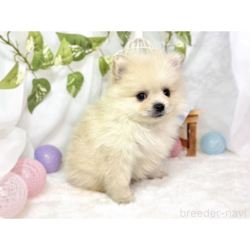 成約済の滋賀県のポメラニアン-436525の3枚目