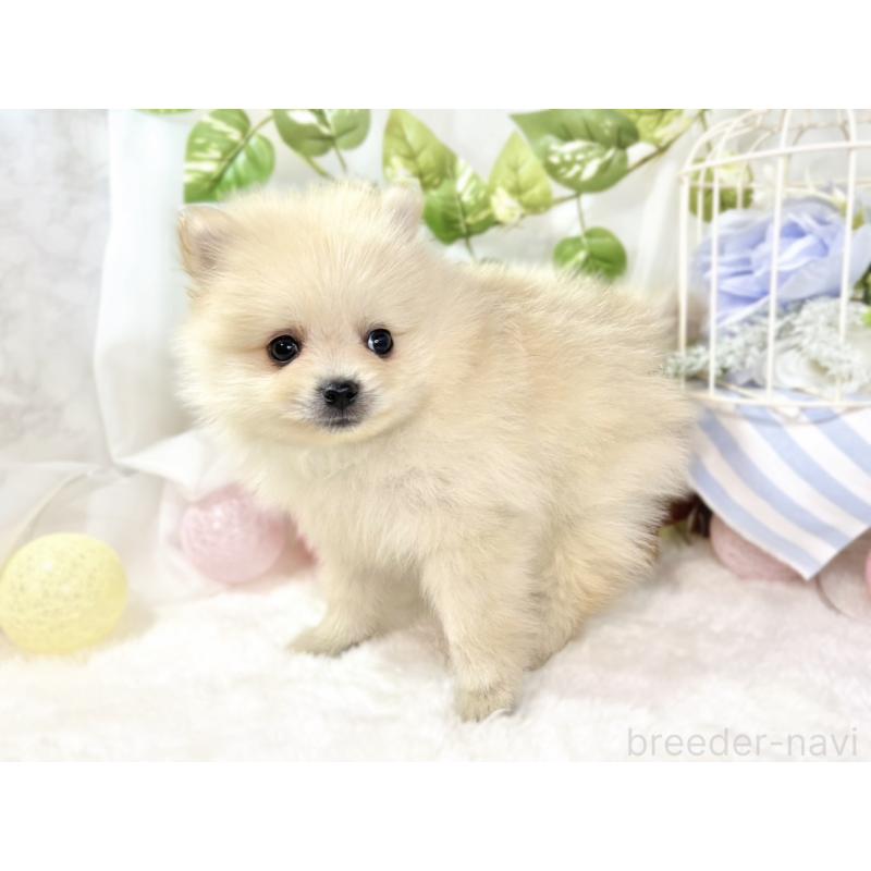 成約済の滋賀県のポメラニアン-436525の2枚目