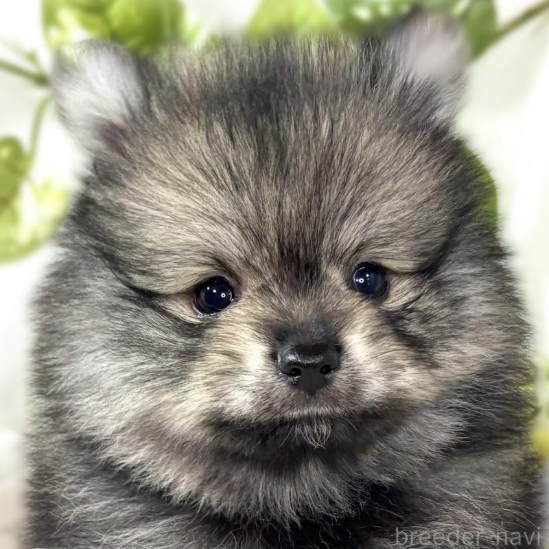 販売中の滋賀県のポメラニアン-436526