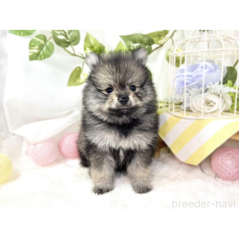 成約済の滋賀県のポメラニアン-436526の4枚目