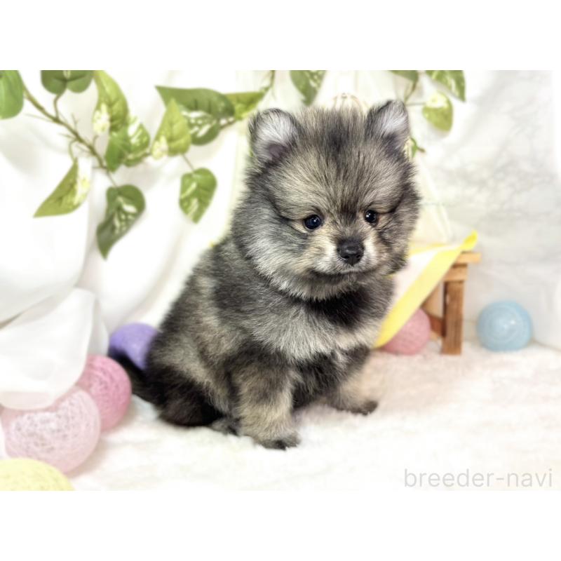 成約済の滋賀県のポメラニアン-436526の3枚目