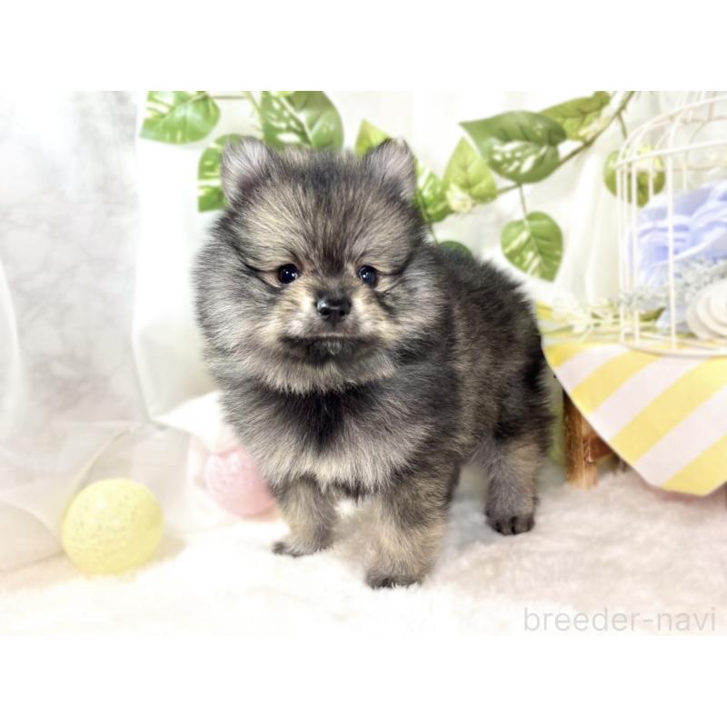 成約済の滋賀県のポメラニアン-436526の2枚目