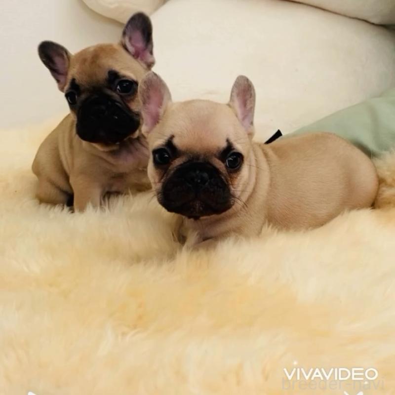 販売中の滋賀県のフレンチブルドッグ-438251の2枚目