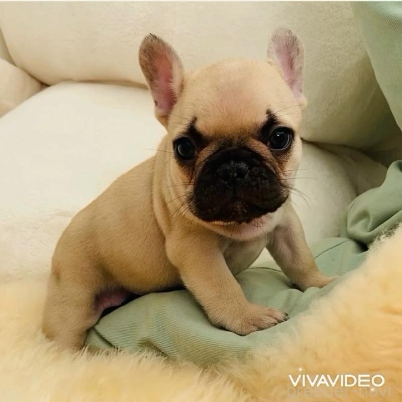 販売中の滋賀県のフレンチブルドッグ-438252