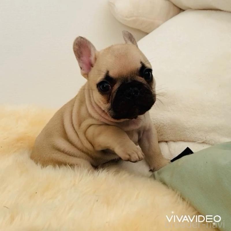 販売中の滋賀県のフレンチブルドッグ-438252の2枚目