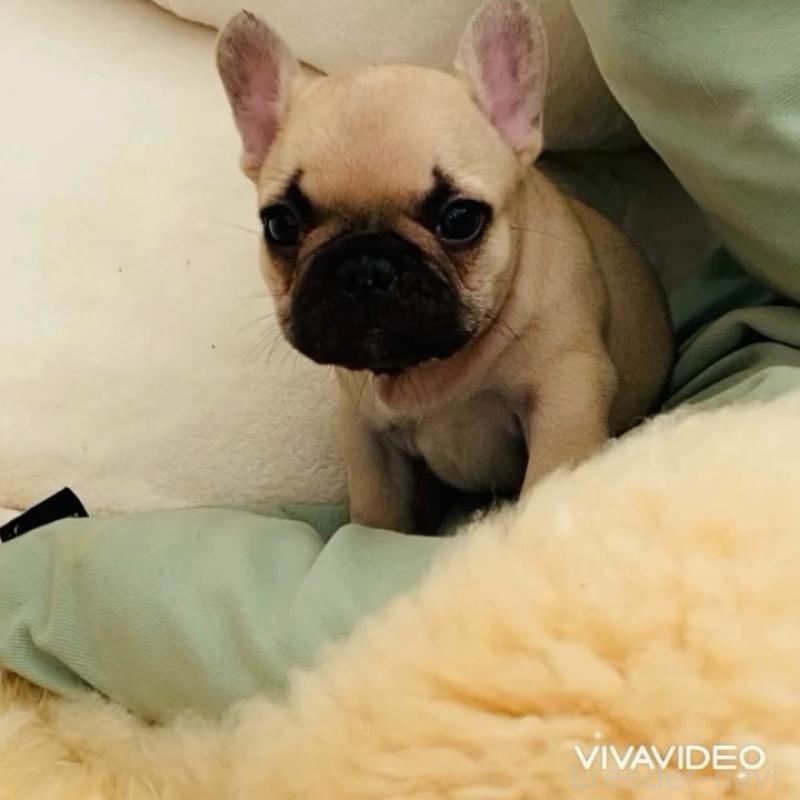 販売中の滋賀県のフレンチブルドッグ-438252の3枚目